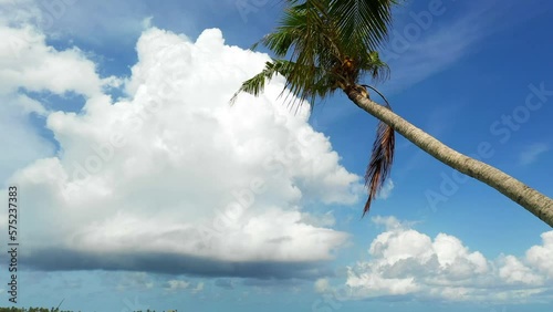 Aerial: Drone Shot Of Tall Tropical Trees Against Cloudy Sky - Thulusdhoo, Maldives photo