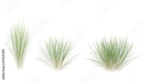 Bunches of grass on a transparent background. 3D rendering. © snesivan
