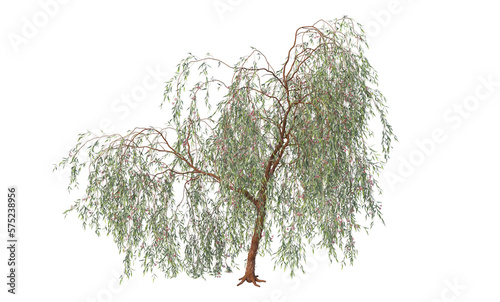 A variety of trees and plants on a transparent background