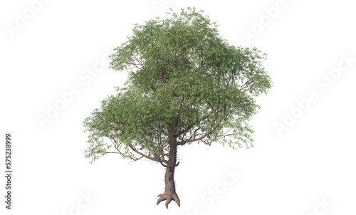 A variety of trees and plants on a transparent background