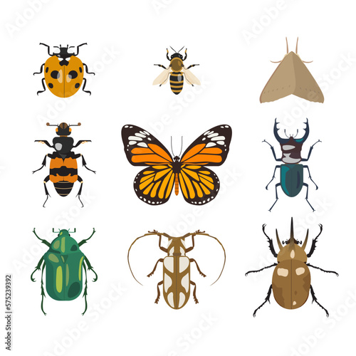 Different insect species.