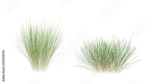 Bunches of grass on a transparent background. 3D rendering.