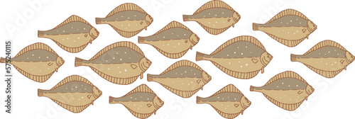 Set of flounder fish. Vector illustration. Flounder fish from the wild. School of fish.