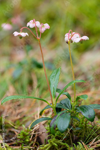 A small graceful forest flower umbellate wintergreen photo