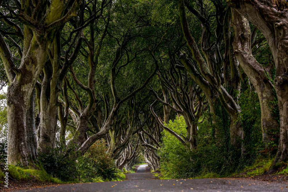 Naklejka premium Tree lined road in Ireland