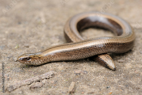 Rare animal, legless shiny harmless lizard slow worm on the ground