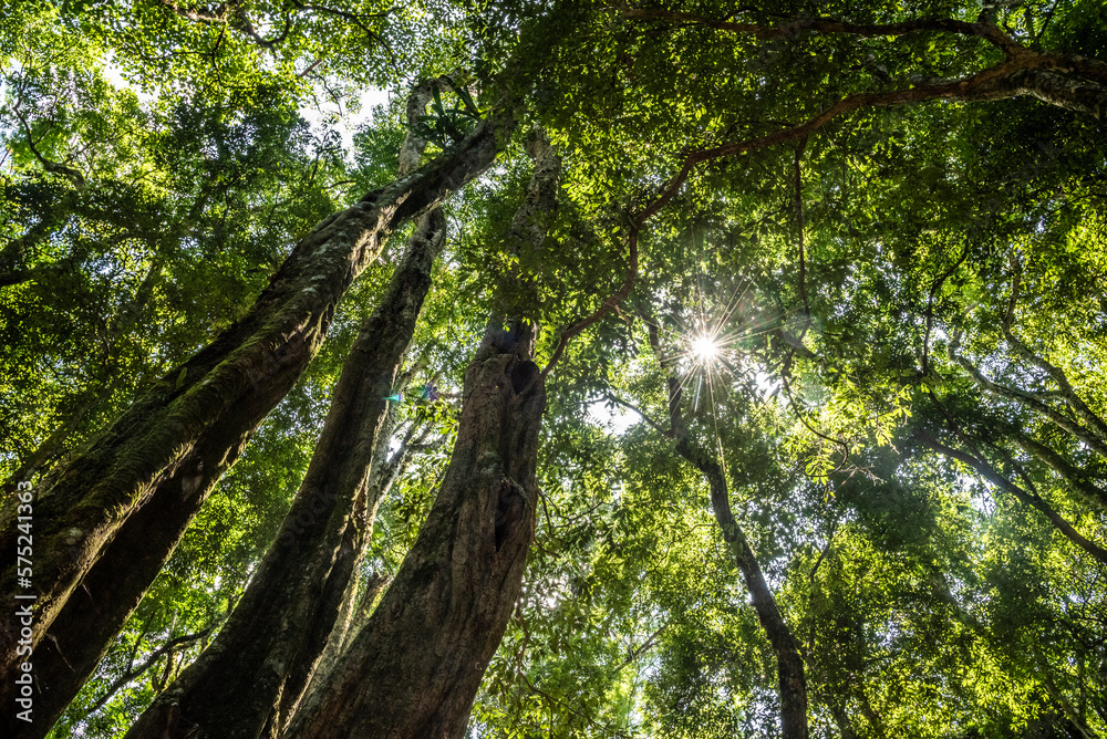 Fototapeta premium Beautiful landscape of green atlantic rainforest trees and leaves