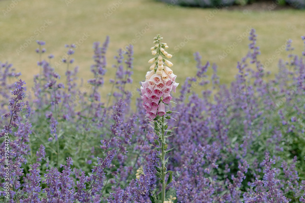 Obraz premium Pink foxglove flowers growing above English lavender