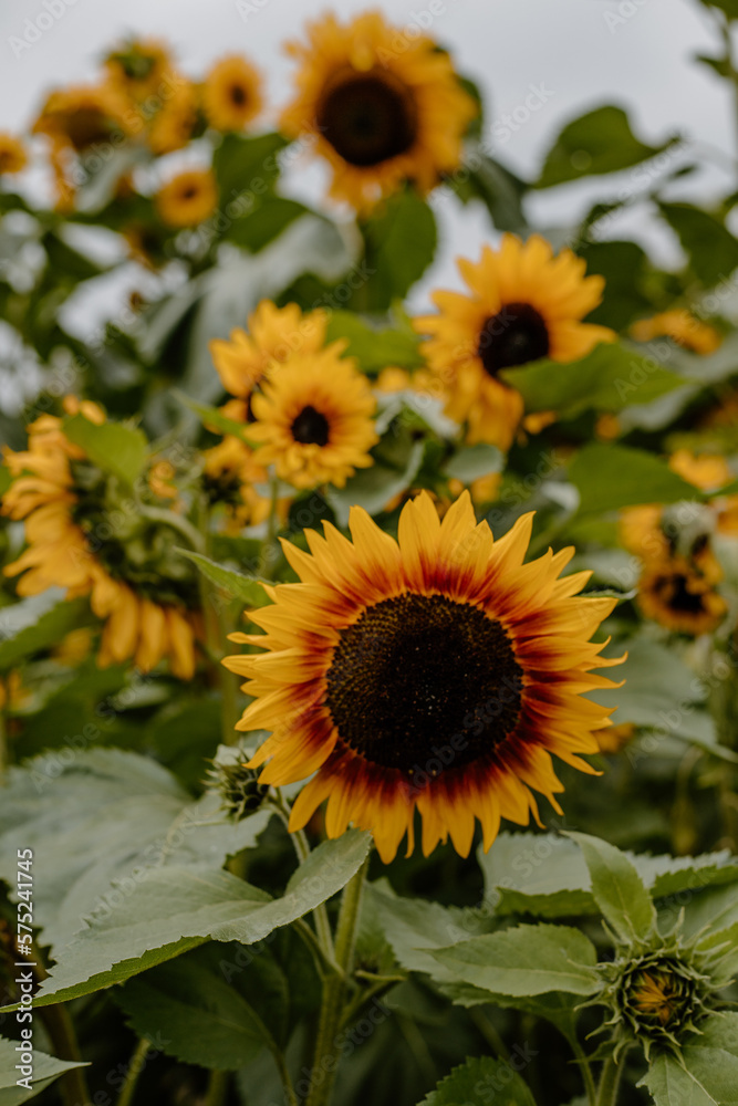 Obraz premium Bright and tall sunflower popping up into the sky