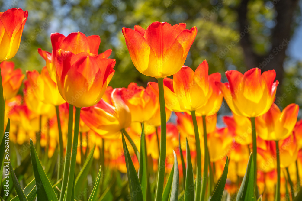 Tulip flower in sunny day. Group of red and yellow tulip blooming with green leaves in spring.