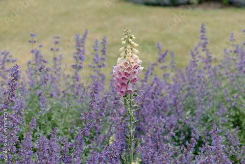 Pink foxglove flowers growing above English lavender