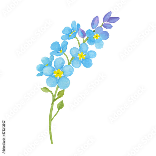 Blue forget-me-not flower on white background. Watercolor spring flower