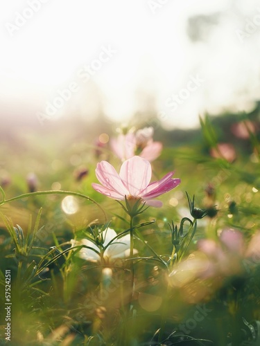 Pink cosmos flower in the garden with sunset time