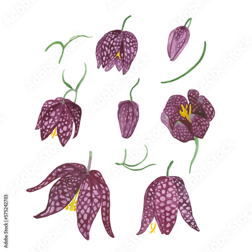 Fritillaria chequered blooms in different tilts for watercolor paintings. Isolated image of spring flowers buds and leaves