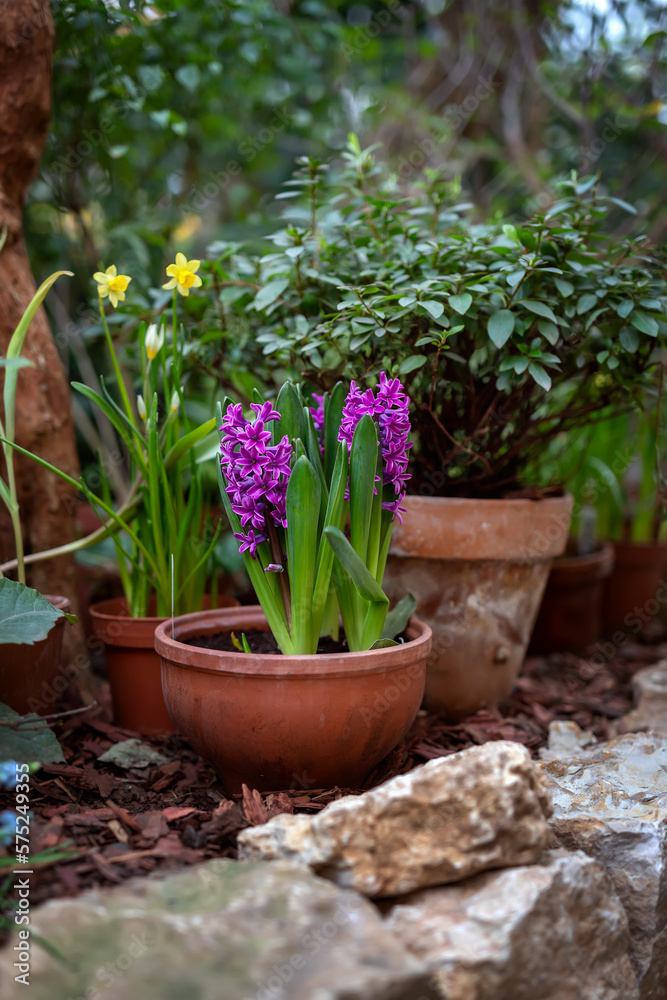 Hyacinths with colorful flowers in a decorative clay pot.