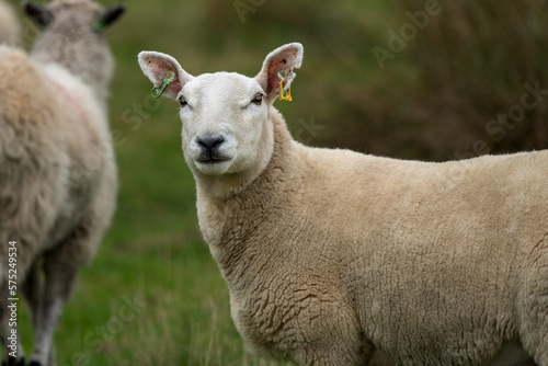 close up half length portrait of a sheep staring at the camera © alan1951