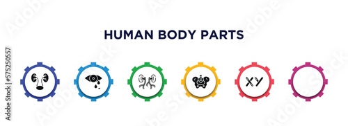 human body parts filled icons with infographic template. glyph icons such as two kidneys, sweat or tear drop, cellulite, blood supply system, hip bone, masculine chromosomes vector.