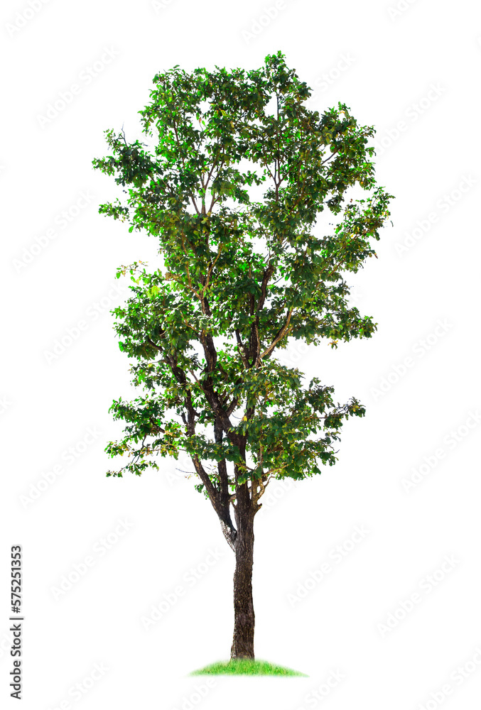 isolated big tree on White Background. Large trees database Botanical garden organization elements of Asian nature in Thailand, isolated big tree on White Background. Large trees database Botanical garden organization elements of Asian nature in Thailand,