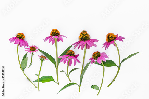 Layout of medicinal fresh echinacea flowers with leaves on long stems on a white background with copy spice as a blank for a postcard and congratulations
