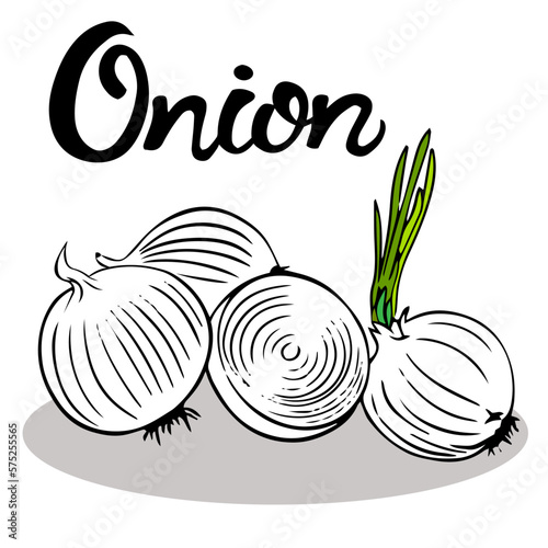 Three whole bulbs with a fresh green sprout and cut into half an onion. Leaves of green shallots. seasoning, flavoring, pungent taste. bitter taste of food. perennial herbaceous plant. phytoncides