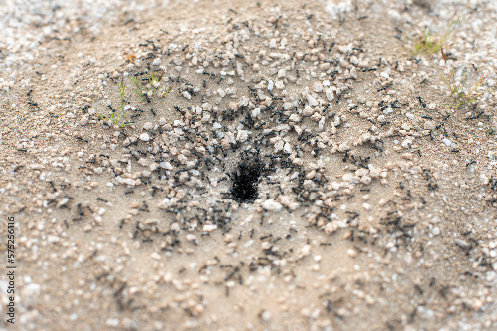 Large ants enter and exit an ant hill. Large ants enter and exit an ant hill.