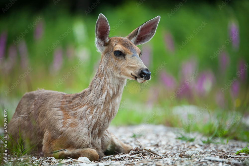 Baby Black-tailed Deer sits in a clearing. Baby Black-tailed Deer sits in a clearing.