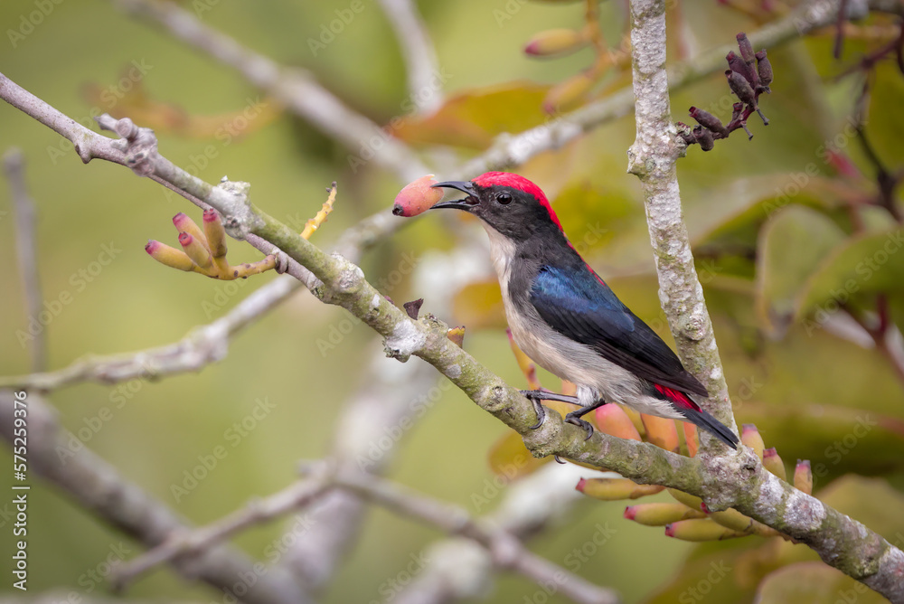 scarlet-backed flowerpecker(male).scarlet-backed flowerpecker is a species of passerine bird in the flowerpecker family Dicaeidae.this photo was taken from sundarbans national park,Bangladesh. scarlet-backed flowerpecker(male).scarlet-backed flowerpecker is a species of passerine bird in the flowerpecker family Dicaeidae.this photo was taken from sundarbans national park,Bangladesh.