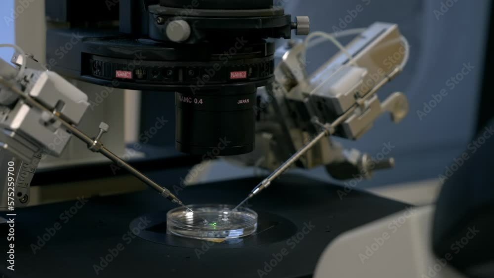 Using the ivf stereo microscope equipment at the modern hospital laboratory. Ivf stereo