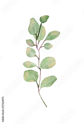 Watercolor eucalyptus branch, botanical element isolated on white background 