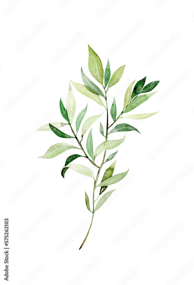 Naklejka premium Watercolor green branch, botanical element isolated on white background