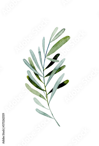 Watercolor green branch, botanical element isolated on white background