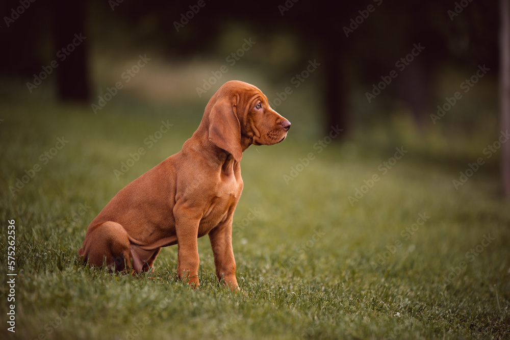 Small playful puppy The Vizsla. Beautiful young HUNGARIAN BRACO on green grass. Small playful puppy The Vizsla. Beautiful young HUNGARIAN BRACO on green grass.