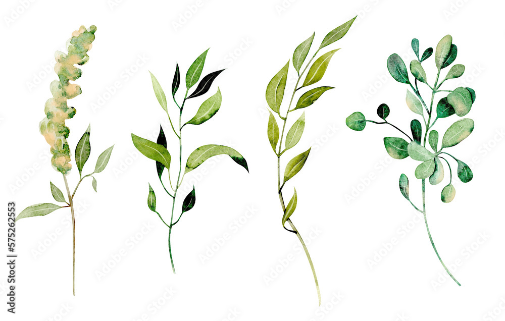 Obraz premium Set of watercolor greenery branches, botanical elements isolated on white background