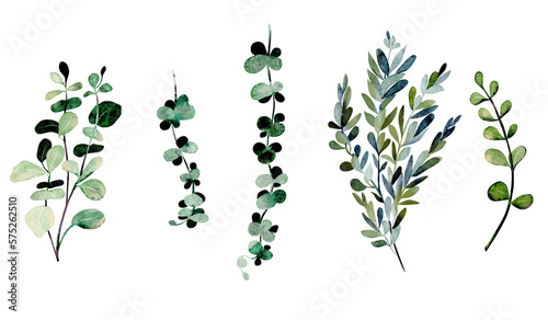 Wallpaper Mural Collection of watercolor greenery branches, isolated botanical elements, png illustration Torontodigital.ca