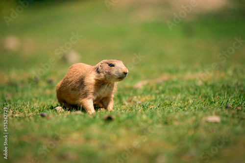 The black-tailed prairie dog (Cynomys ludovicianus) posing as a model. 