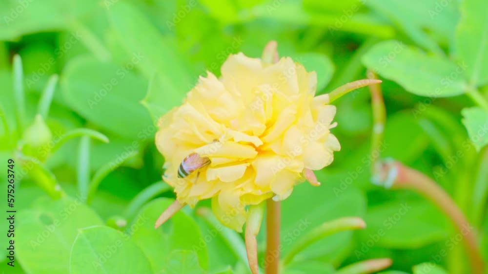 Wasps swarm on yellow flowers to suck nectar from pollen. Common Purslane in Garden Wasps swarm on yellow flowers to suck nectar from pollen. Common Purslane in Garden