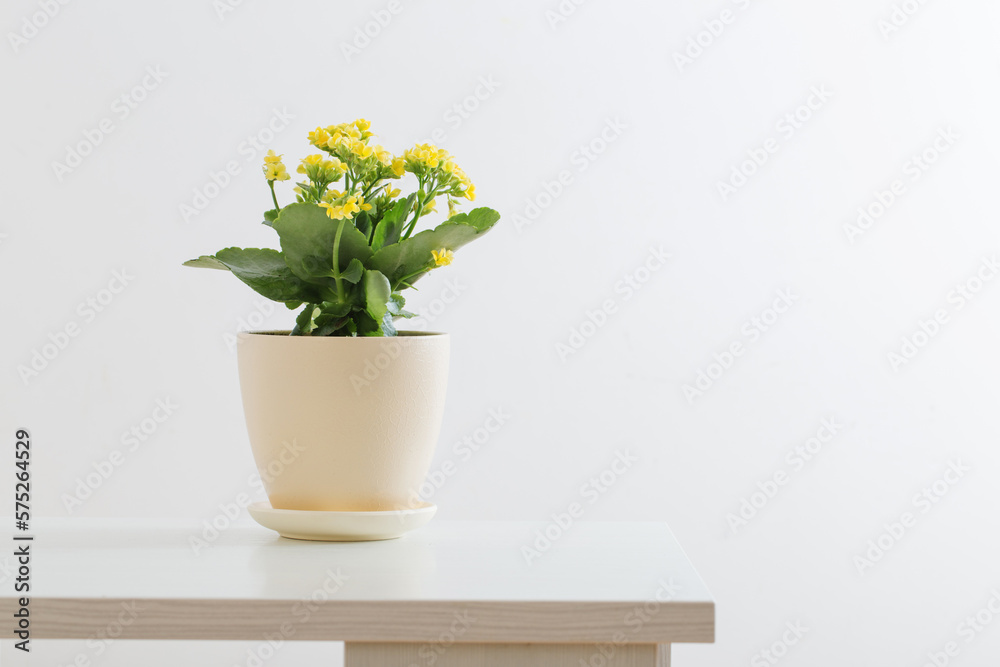 yellow kalanchoe in flower pot on white background yellow kalanchoe in flower pot on white background