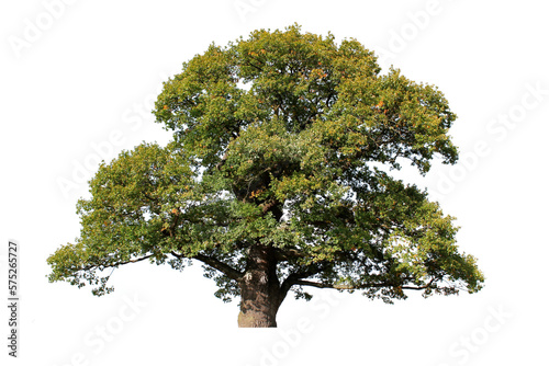 tree isolated on white background