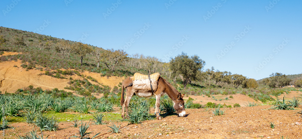 Donkey in countryside in Morocco