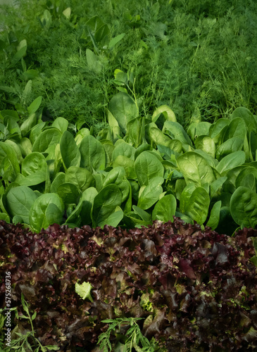 Lettuce green leaves, Romaine lettuce, dill, parsley grows in the soil. Organic salad, ready to be harvested. Fresh lettuce leaves background. Salad plant close-up