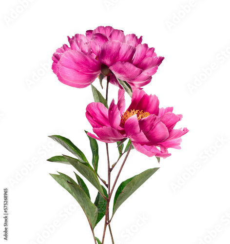 Beautiful pink peonies flowers with stem and green leaves  isolated 