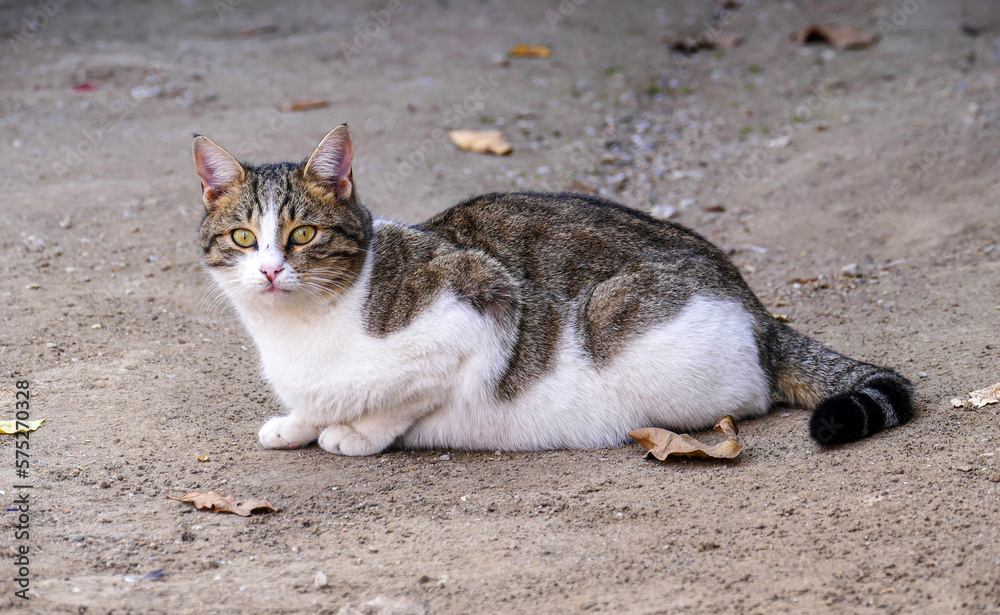 cute cat in white-gray color, street cat sitting on the floor, cute cat in white-gray color, street cat sitting on the floor,