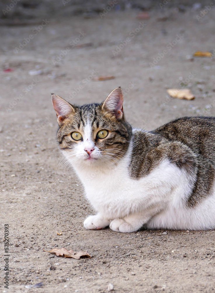 cute cat in white-gray color, street cat sitting on the floor, cute cat in white-gray color, street cat sitting on the floor,