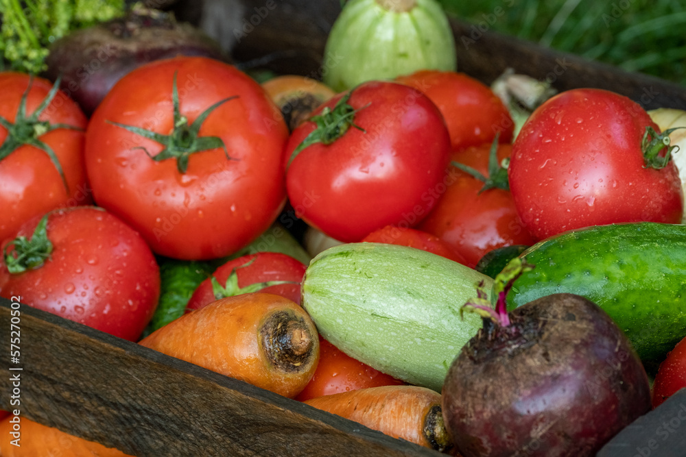 Organic vegetables with drops of water on the farm, farming concept. Growing organic products. Harvesting. Fresh crops, tomatoes harvest, carrot, potato, cucumbers, garlic in box outdoors