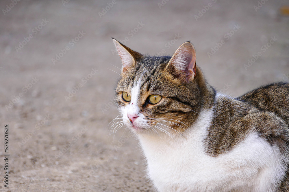 a cat spying on its prey, a cat waiting for a mouse with its ears pricked,