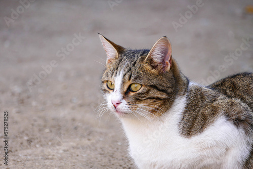 a cat spying on its prey, a cat waiting for a mouse with its ears pricked,