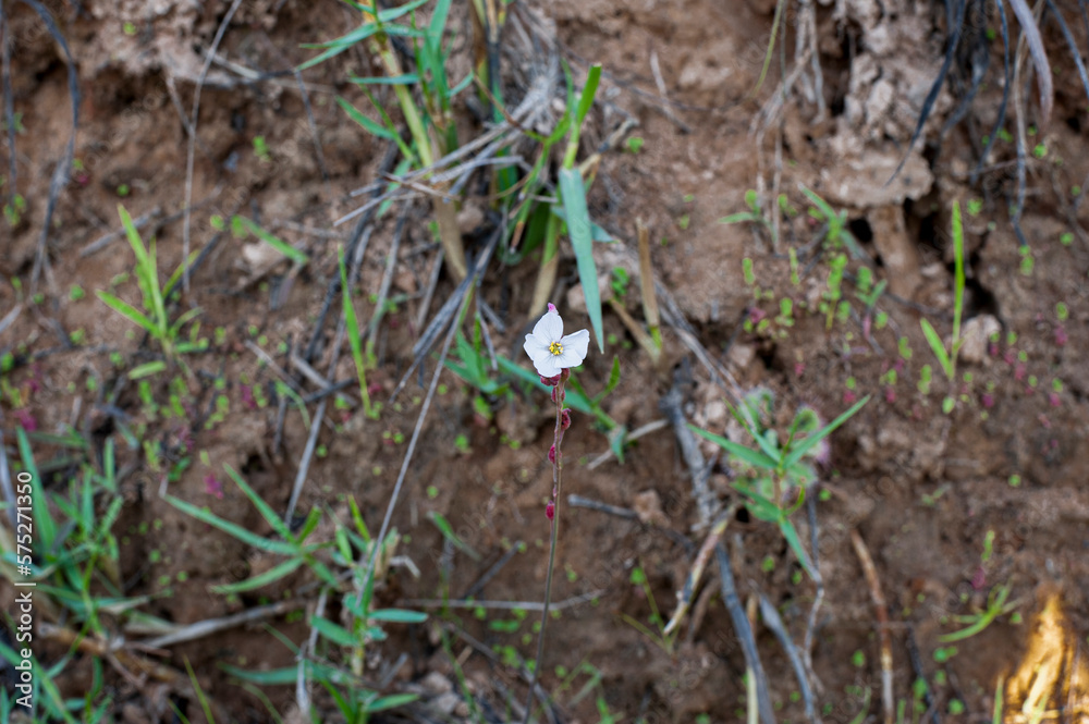Flower spoon leaved sundew plant ,Fraser island Spatula sundew , Drosera burmannii Vahl, it's carnivorous plant. Flower spoon leaved sundew plant ,Fraser island Spatula sundew , Drosera burmannii Vahl, it's carnivorous plant.