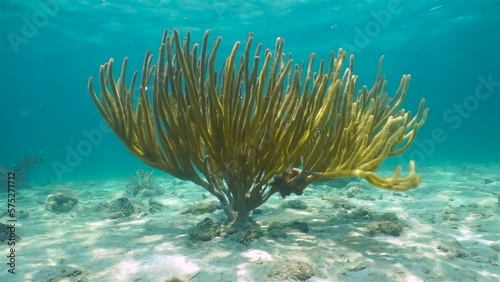 Soft coral underwater, porous sea rod gorgonian octocoral, Pseudoplexaura porosa, Caribbean sea, 59.94fps photo