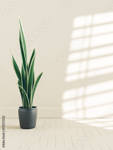 Single potted plant, Snakeplant wild sisal on the ground in a white room. Single house plant, Snakeplant wild sisal. 3d rendering photo