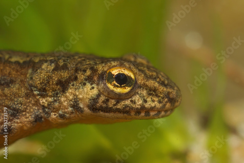Closeup on the head and eye of an adult European Crpathian newt, Lissotriton montandoi